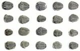Lot: / to / Elrathia Trilobites Fossils - Pieces #79017-1